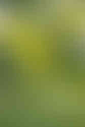 Castle vineyard wedding