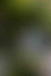 olbrich botanical gardens wedding