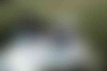 devils lake elopement picnic