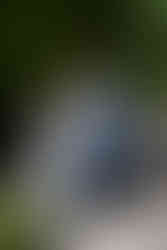 olbrich botanical gardens wedding