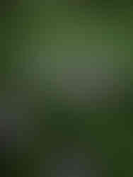 purple flowers devils lake