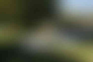 Summer Forest Wedding in Wisconsin