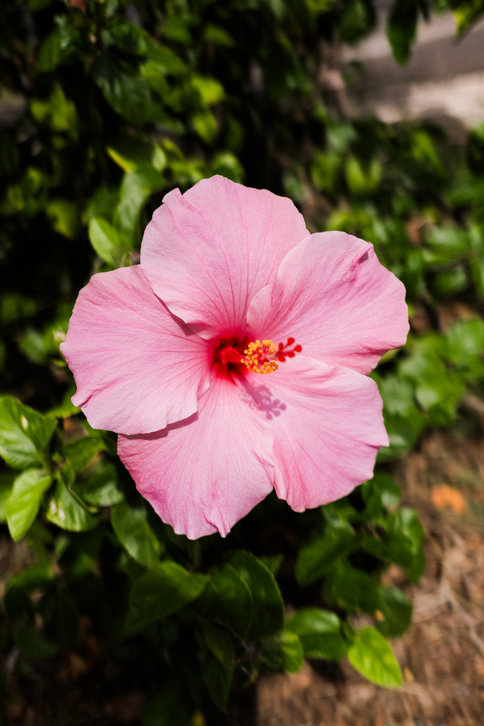 Hawaii Elopement Day Activities