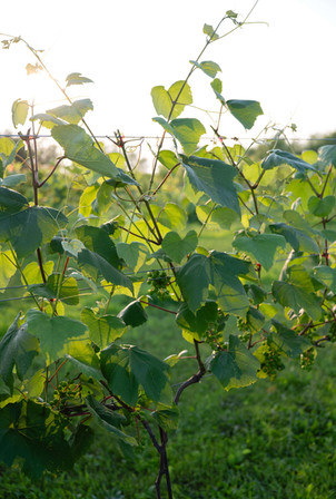 Castle vineyard wedding
