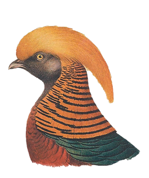 Vogel_21_trumpbird.png
