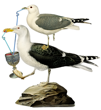 ANTW_VISSEN_birds_Rietjes_WEB.png