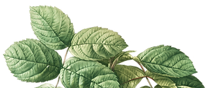 Blaadjes.png