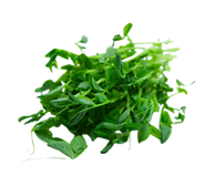 Pea Shoots