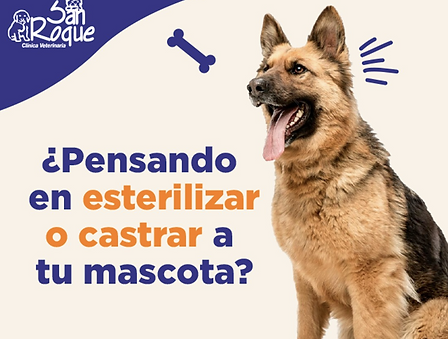 pensando en esterilizar a tu mascota.png