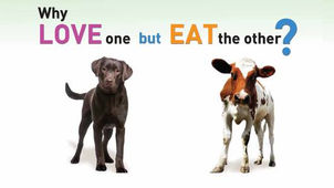 Veganský slaný koláč recept