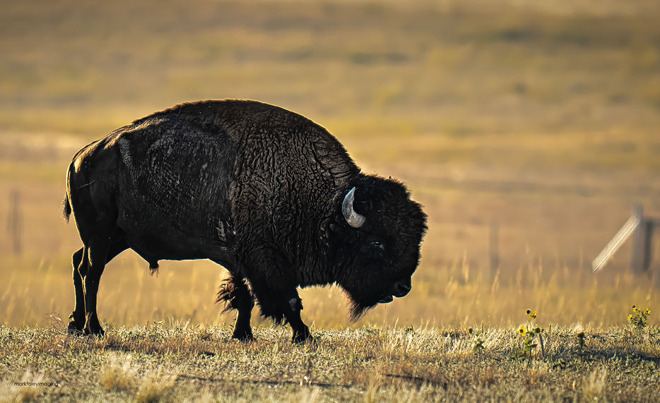 _DSC9584-Edit-Edit-Edit-topaz-high fidelity v2-2x.jpg