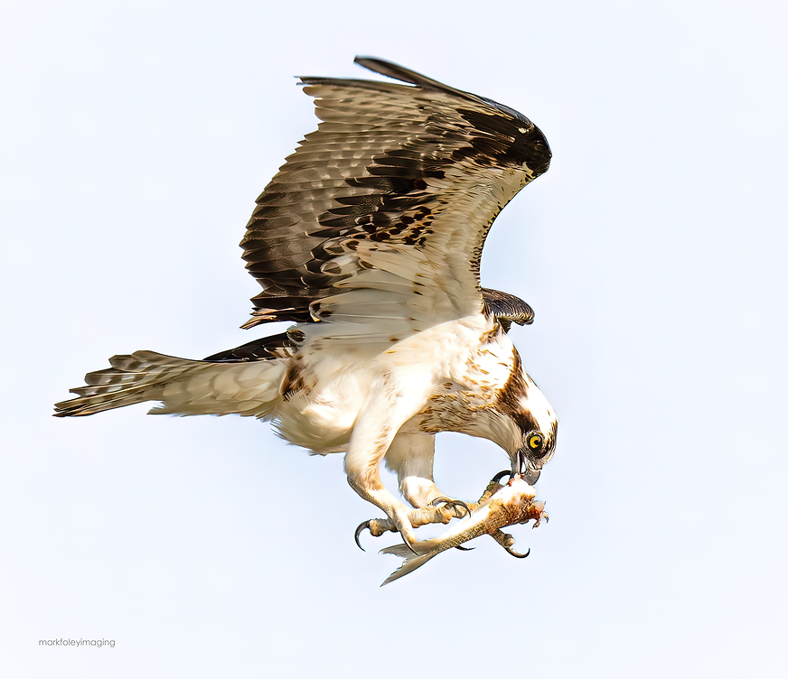 _DSC8381 copy.png