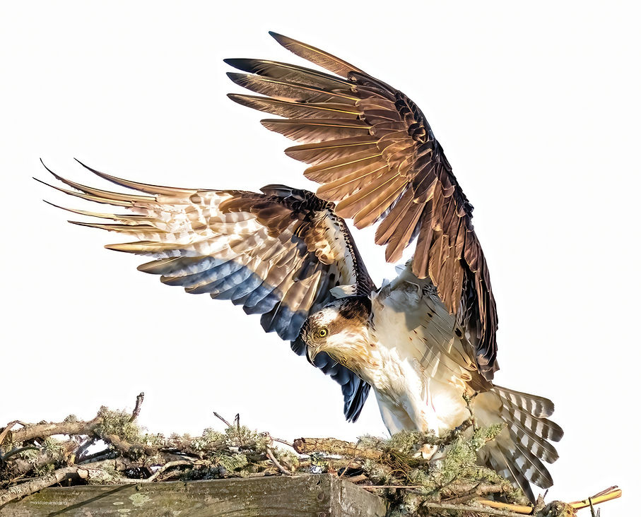 _DSC4386-Edit-2 copy.1-DeNoiseAI-standard copy.jpg