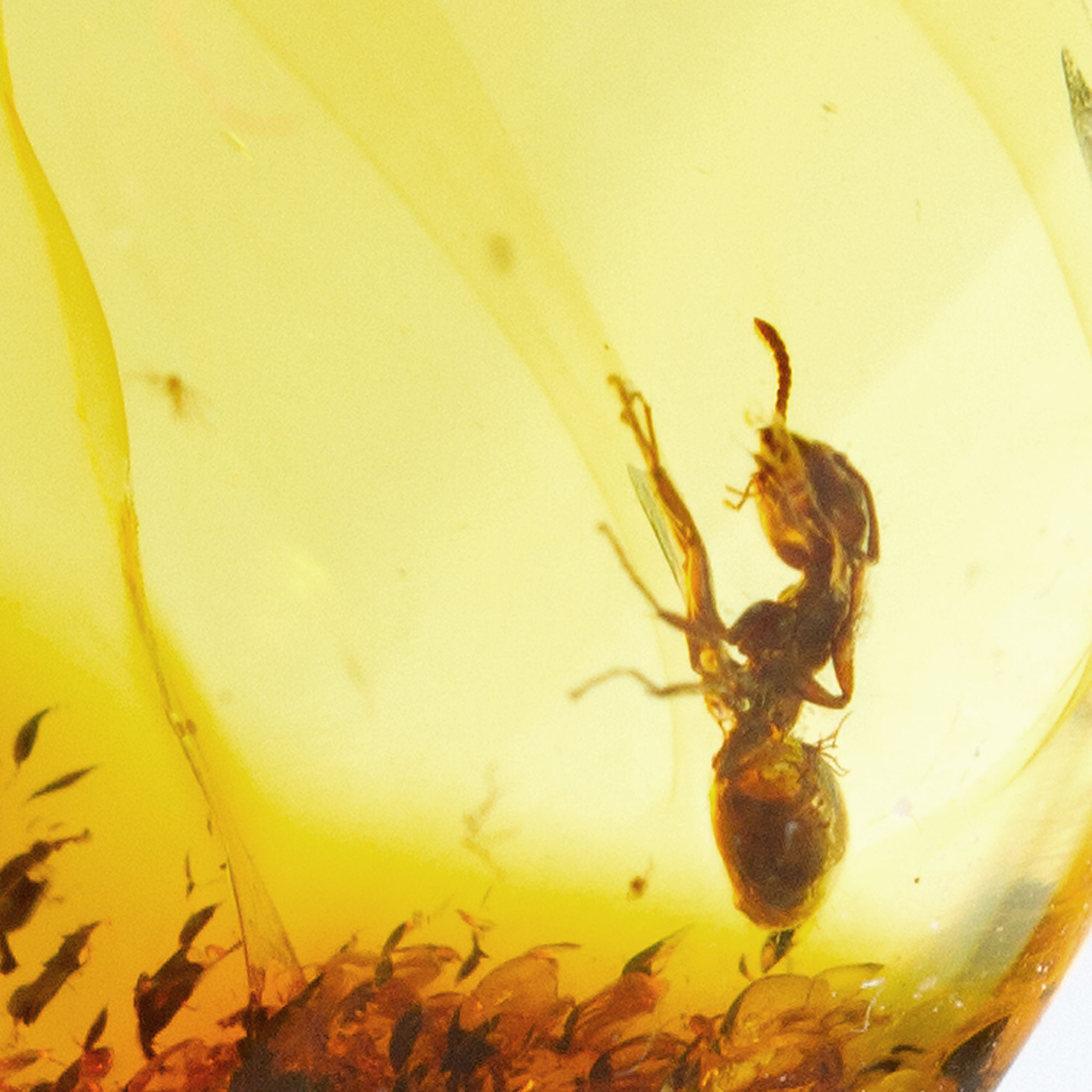 Natural Baltic Amber with Fossil Ant Insect Inclusion