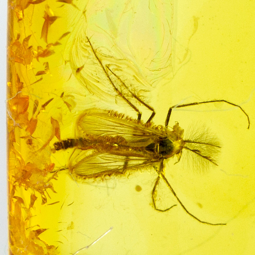 Extremely Rare Mosquito Culicidae Culex in Natural Baltic Amber Specimen