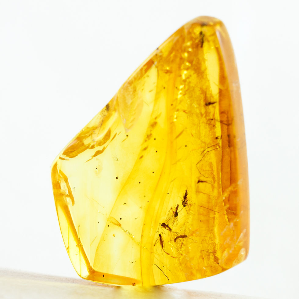 Natural Baltic Amber with Multiple Fossil Insects Inclusions