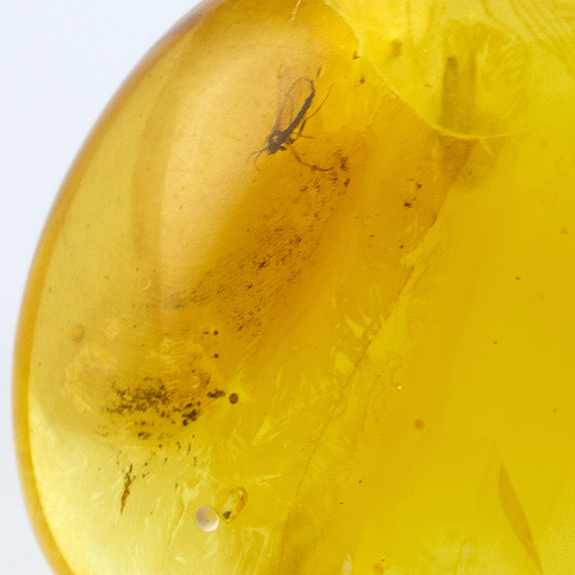 Insects in Amber, Fossil Inclusions, Baltic Amber, Certificate of Authenticity I