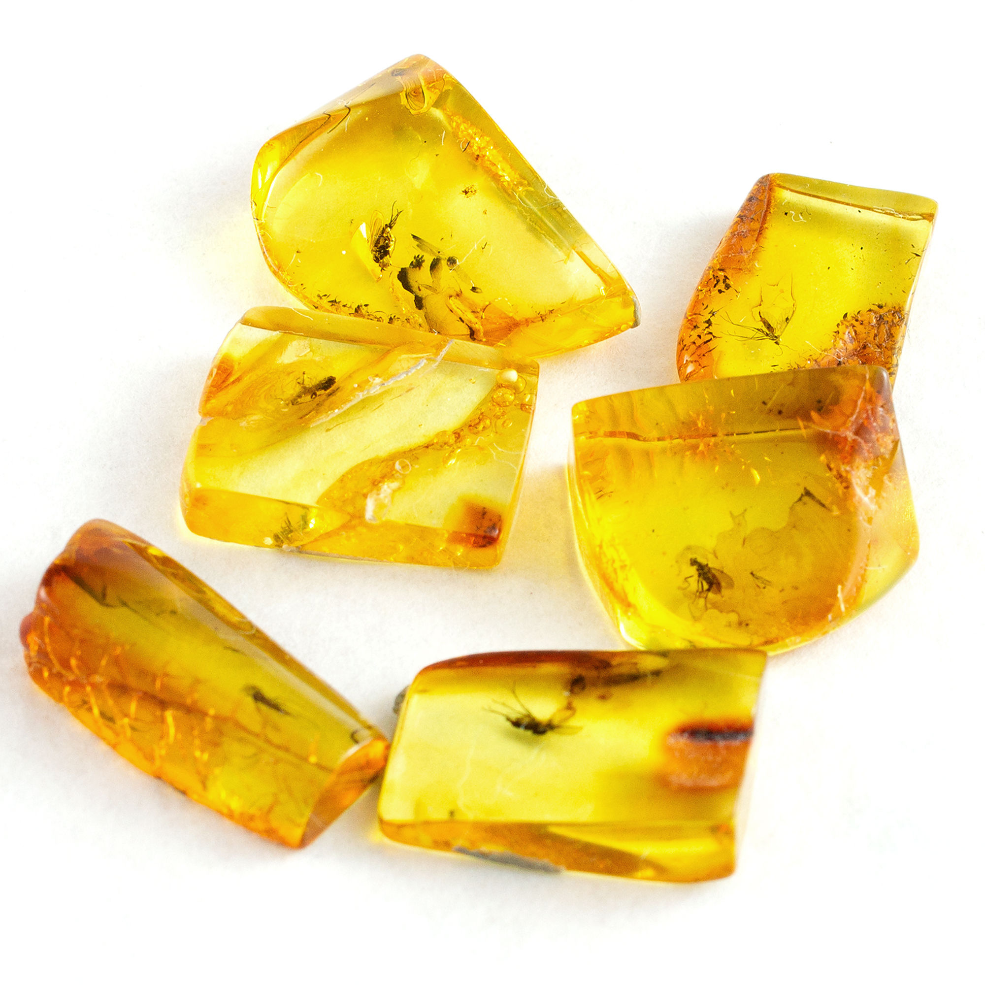 Genuine Baltic Amber Specimens with Insects, One Piece Randomly Selected
