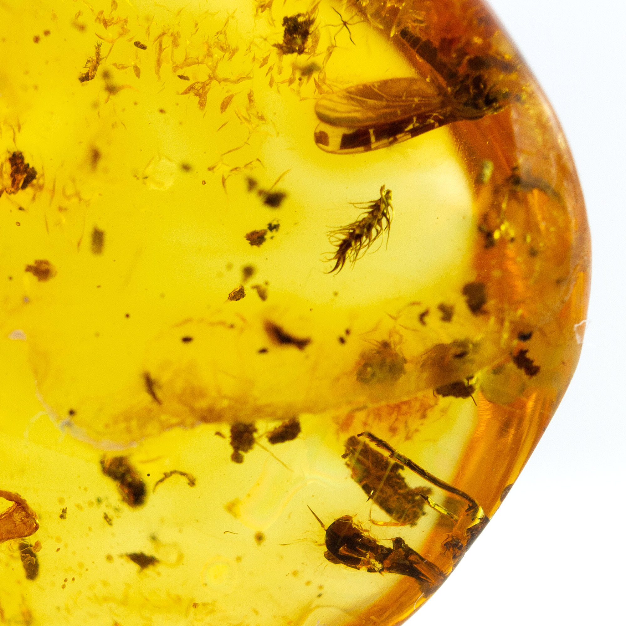 Rare Insects in Amber, Stonefly Plecoptera, Rare Scorpionfly, Moss and Flora