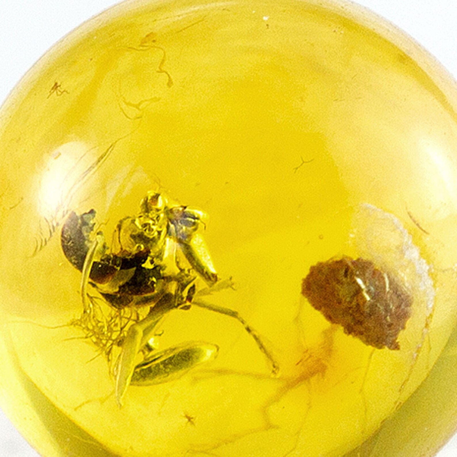 Very Rare!!! Pseudoscorpion's Fragments in 8mm Amber Sphere