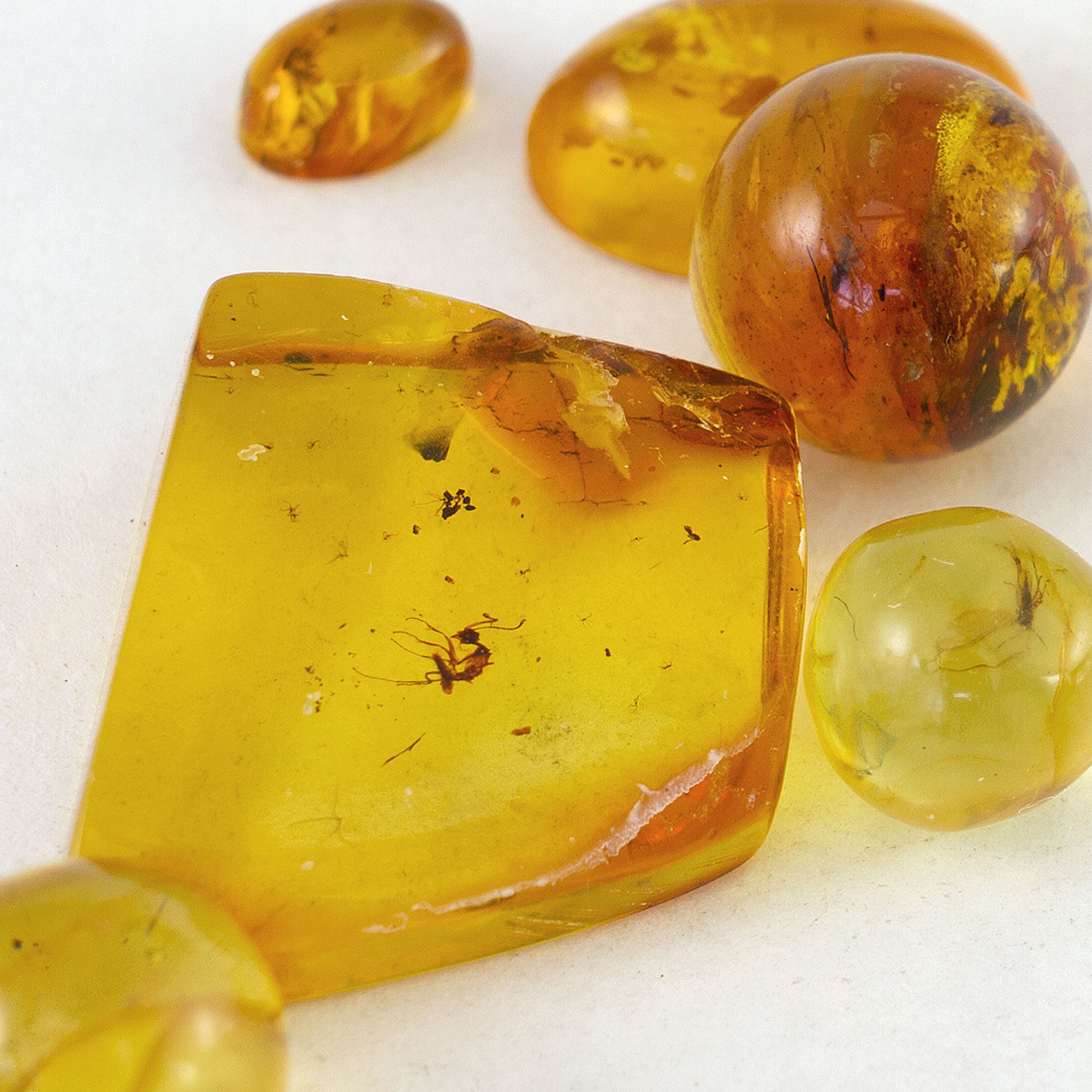 Lot of 6 Specimens with Fossil Inclusions, Baltic Amber