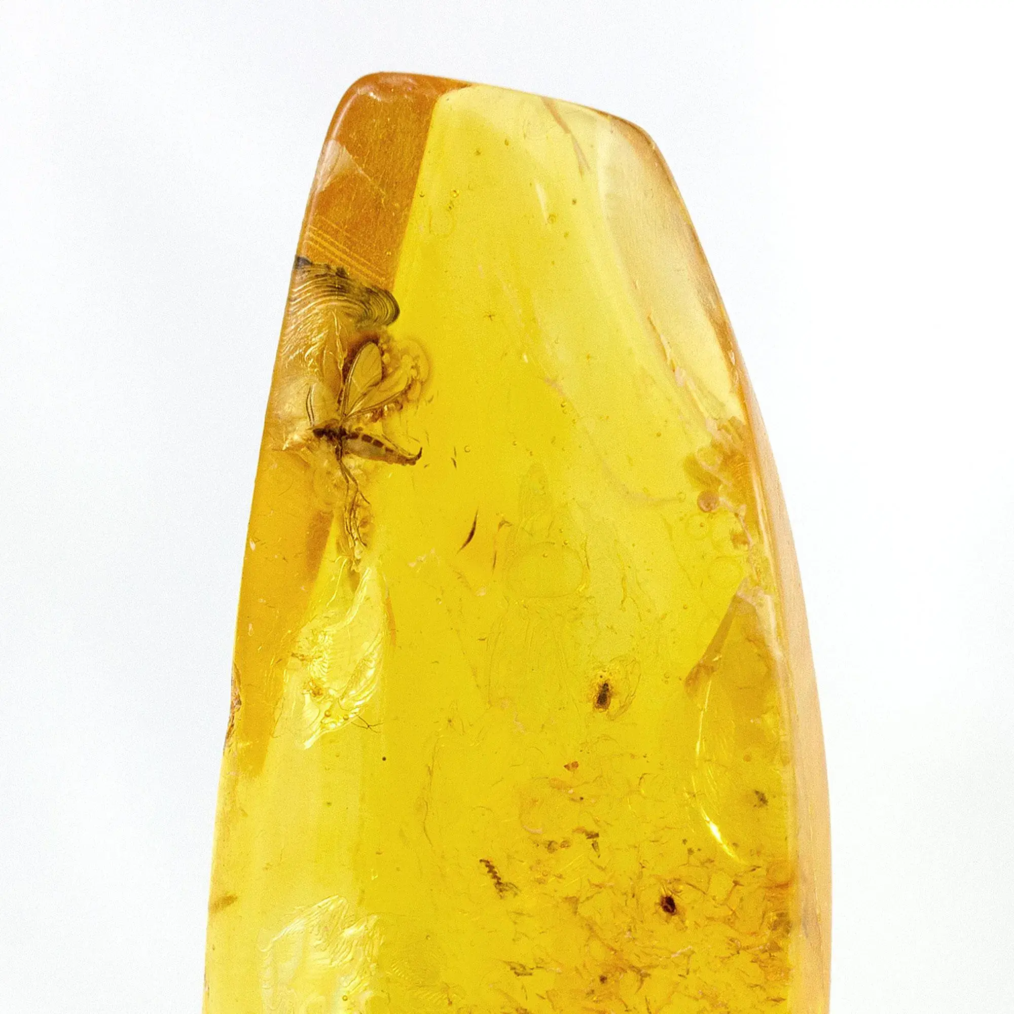 Genuine Baltic Amber Specimen with Fossil Insect