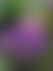 Three myths of Mindfulness