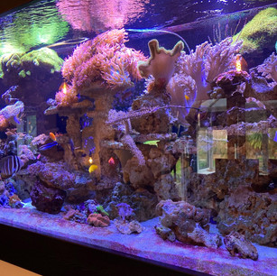 A9F87A0B-63framed marine aquarium.jpeg