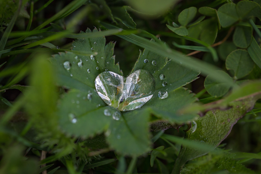 Heart shaped rain drop