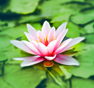 waterlily-pink-water-lily-water-plant-15