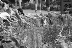 DO NOT FEED THE ANIMALS