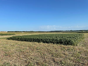 Rainfed Experiment - Picture 4.jpeg