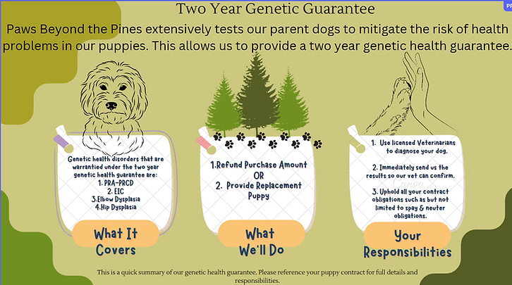 GeneticHG Australian Labradoodle, Colorado, multigenerational, non-shedding, home-raised.