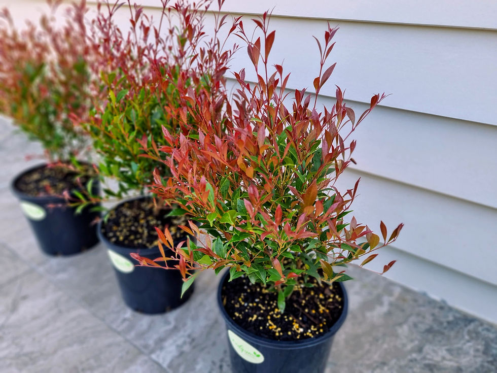 Thumbnail: Lilly Pilly ‘Cherry Surprise’