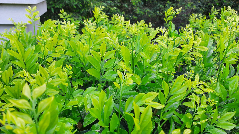 Thumbnail: Murraya Paniculata 'Orange Jasmine'
