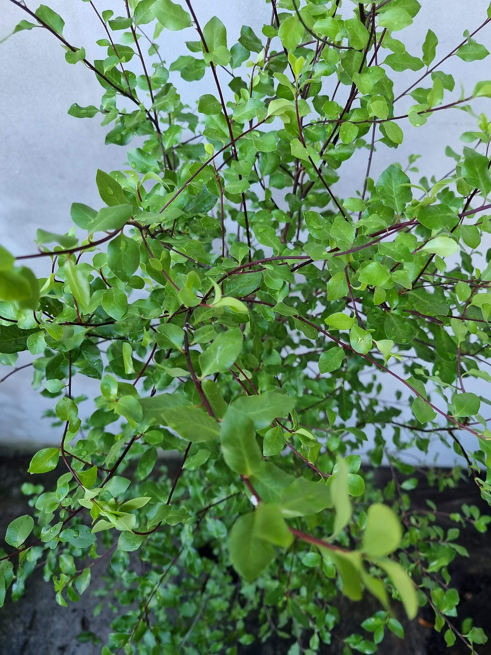 Thumbnail: Pittosporum Tenuifolium 'James Stirling'