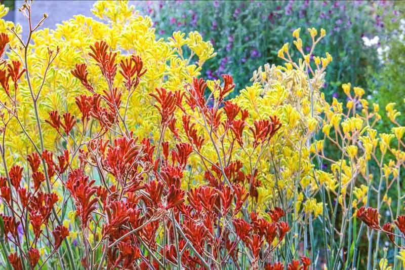 Thumbnail: Angiozanthos ‘Kangaroo Paw’