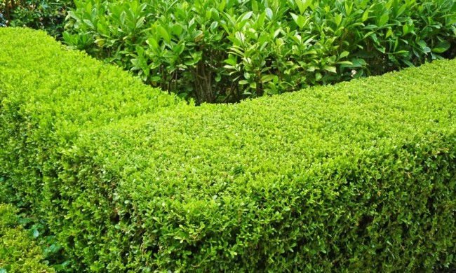Thumbnail: Buxus Japonica 'Japanese Box'
