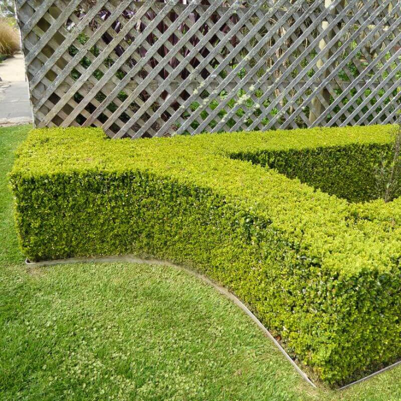Thumbnail: Buxus Japonica 'Japanese Box'