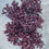 Thumbnail: 'Red Ruby' Alternanthera Dentata