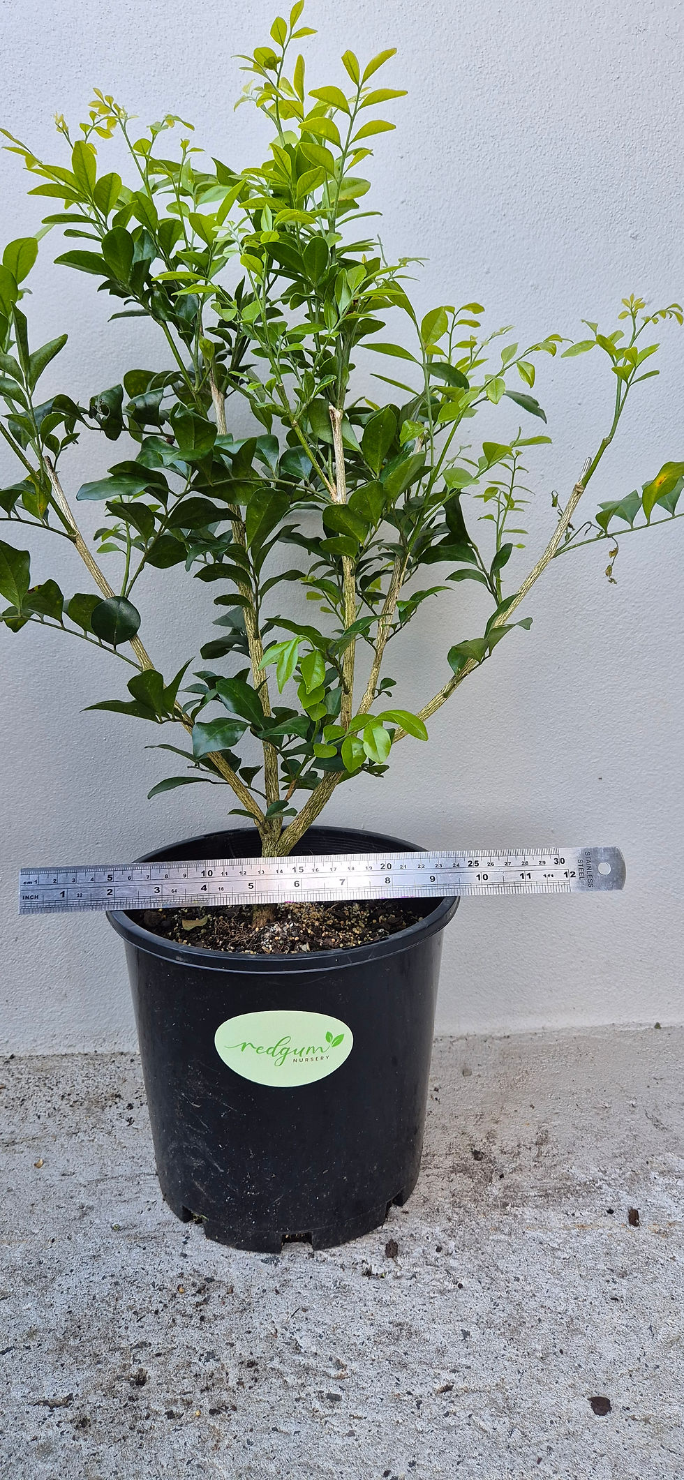 Thumbnail: Murraya Paniculata 'Orange Jasmine'