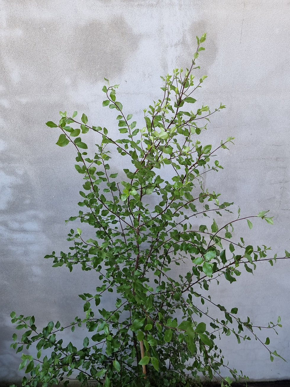Thumbnail: Pittosporum Tenuifolium 'James Stirling'
