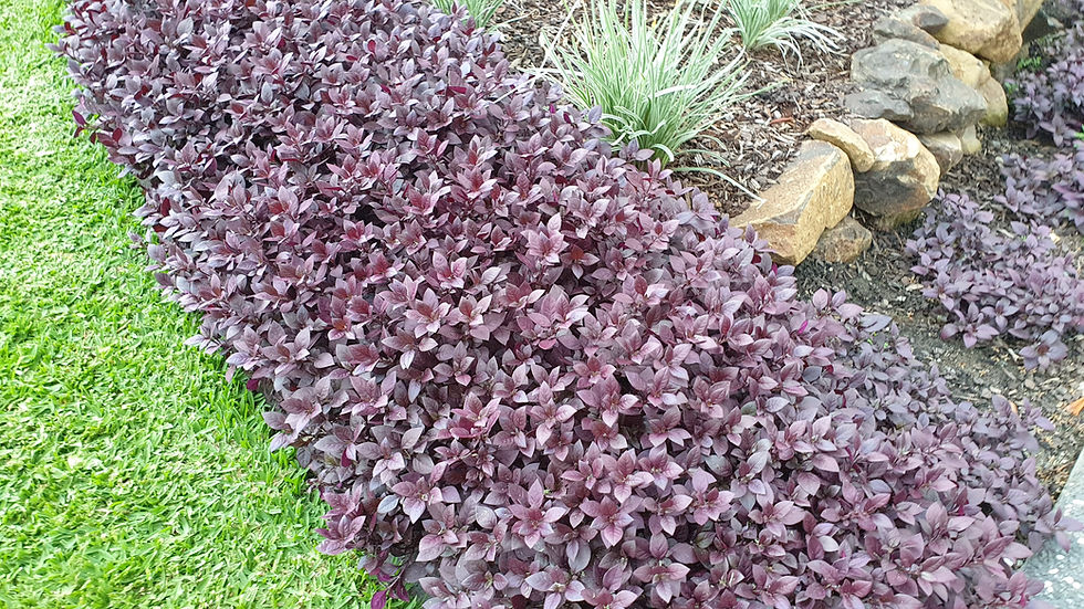 Thumbnail: 'Red Ruby' Alternanthera Dentata