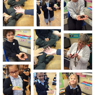 Class 2 Rainforest Dave