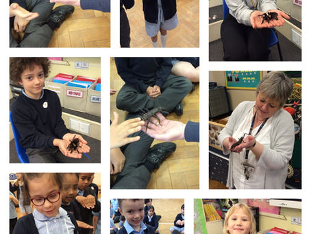 Class 2 Rainforest Dave