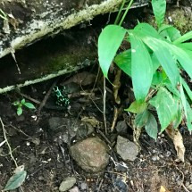 Poisonous Dart Frog