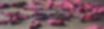Header2 .jpg