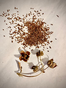 comarum-palustre-seeds