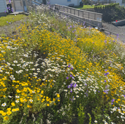 Steinfylling eller blomstereng