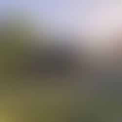 Midsummer in the Meadow